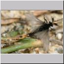 Stylops melittae - Faecherfluegler m58b 5mm.jpg